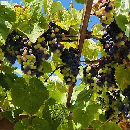 Oceanview Vicky ヴィラ