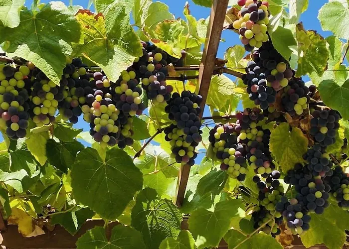 Oceanview Vicky Vilă